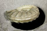 Ammonite (Asteroceras) Fossil - Glows When Backlit! #171258-3